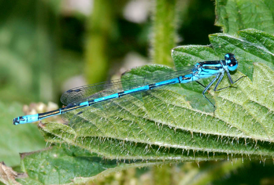 Coenagrion puella?